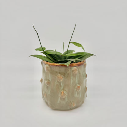 Hoya fitchii im beigen Keramiktopf mit Noppen, mit schmalen grünen Blättern und zwei aufrecht stehenden Ranken.