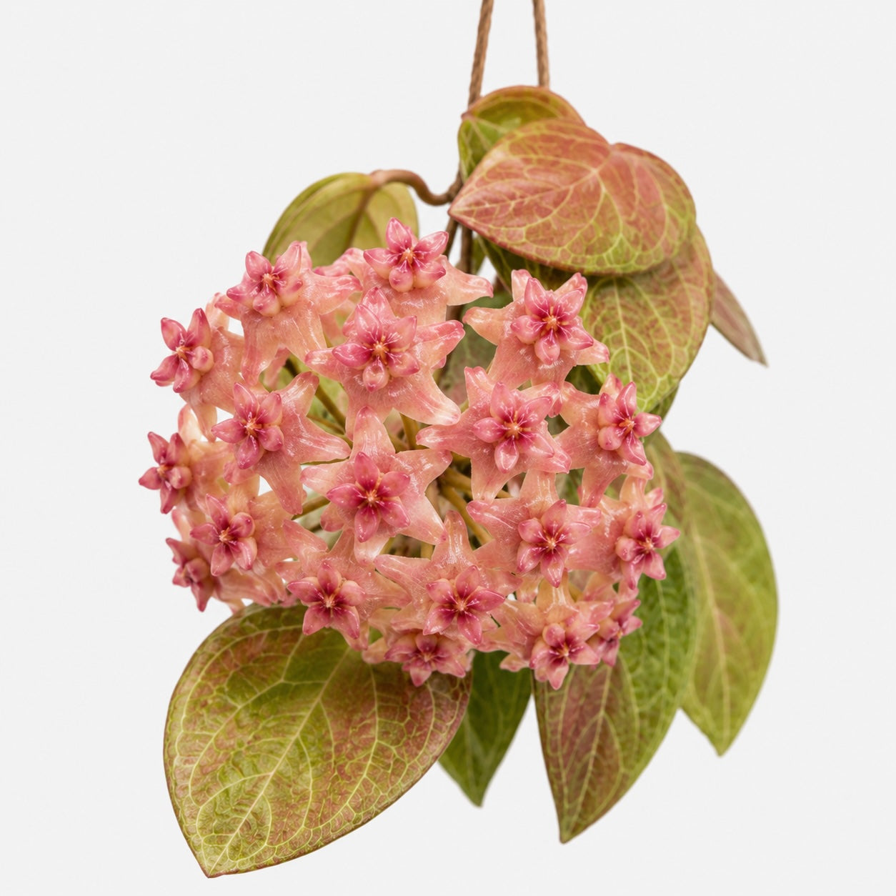 Hoya fitchii