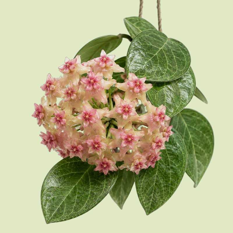 Hoya fitchii mit einer kugeligen Dolde aus rosa und cremefarbenen Sternblüten zwischen glänzenden, hell geaderten Blättern vor hellgrünem Hintergrund