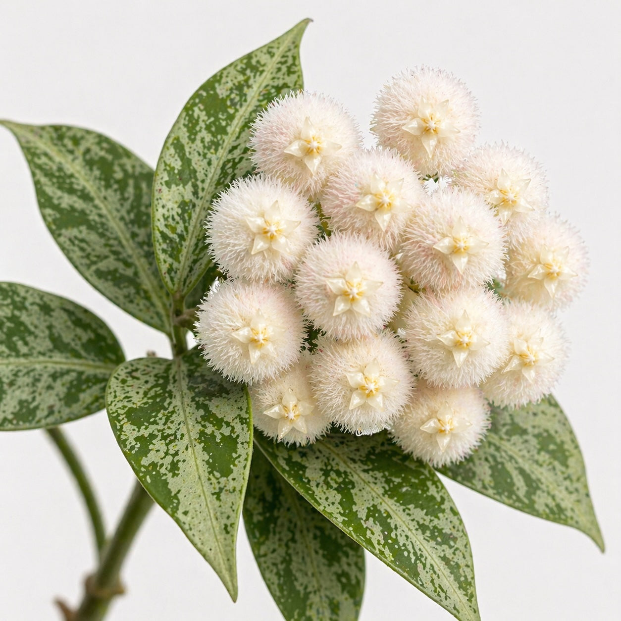 Hoya lacunosa Snow Leopard