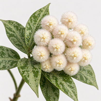 Hoya lacunosa Snow Leopard