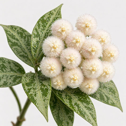 Hoya lacunosa Snow Leopard