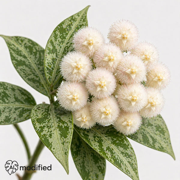 Hoya lacunosa Snow Leopard
