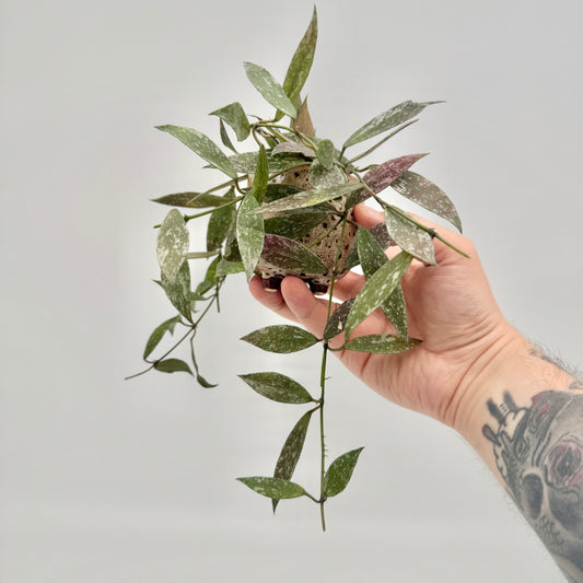 Hoya lacunosa sp. Laos im gesprenkelten Keramiktopf, in der Hand gehalten, mit lang herabhängenden Ranken.