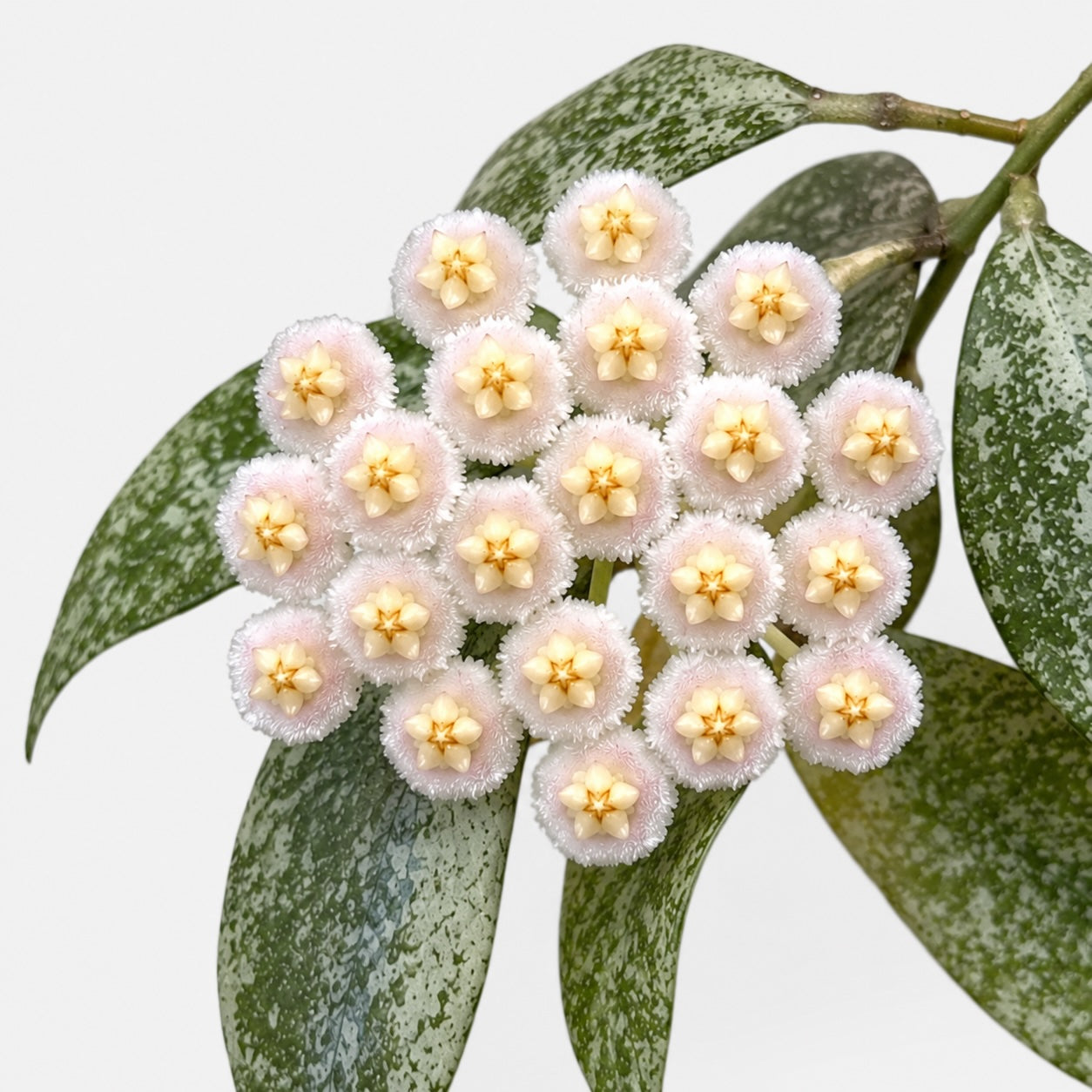 Hoya lacunosa sp. Laos mit schmalen grünen Blättern und cremeweißen, flauschigen Blüten in Nahaufnahme vor hellem Hintergrund.