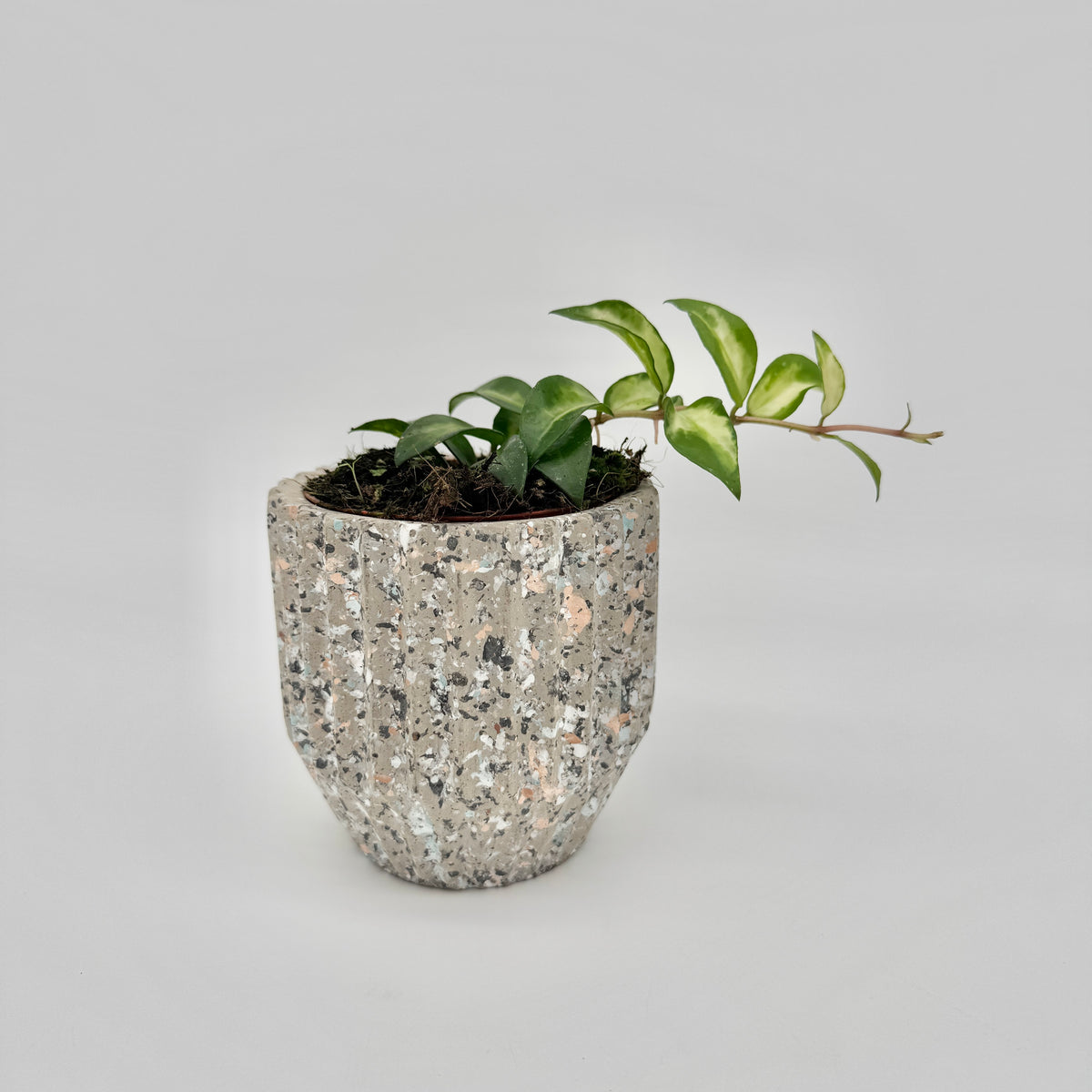 Hoya lacunosa Tricolor Bruno im gesprenkelten Terrazzo-Übertopf: kleine Pflanze mit einem überhängenden Trieb aus cremegelb und grün gezeichneten Blättern.