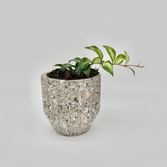 Hoya lacunosa Tricolor Bruno im gesprenkelten Terrazzo-Übertopf: kleine Pflanze mit einem überhängenden Trieb aus cremegelb und grün gezeichneten Blättern.