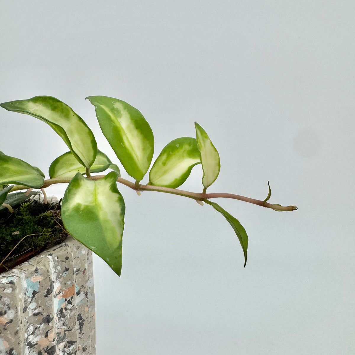 Trieb von Hoya lacunosa Tricolor Bruno in Nahaufnahme: rosa überlaufener Stiel mit ovalen Blättern, innen cremegelb, am Rand grün.