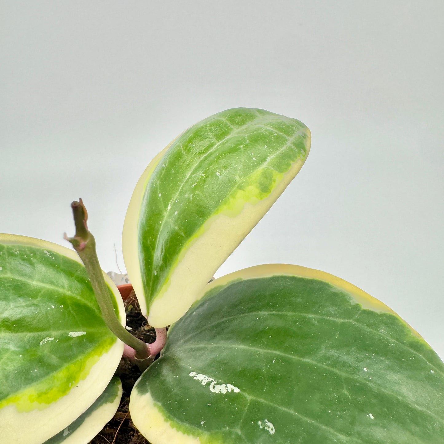 Blätter einer Hoya latifolia Albomarginata in Nahaufnahme: dunkelgrüne Mitte, hellgrüner Übergang und breiter cremeweißer Rand.