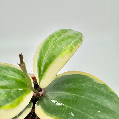 Blätter einer Hoya latifolia Albomarginata in Nahaufnahme: dunkelgrüne Mitte, hellgrüner Übergang und breiter cremeweißer Rand.