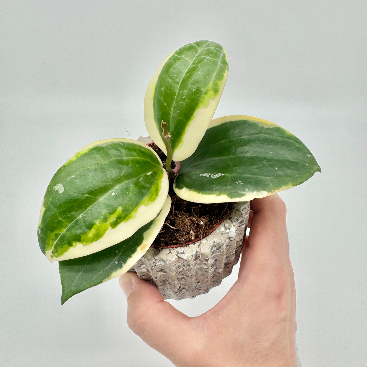 Hoya latifolia Albomarginata in der Hand gehalten, mit vier großen, cremeweiß gerandeten Blättern.