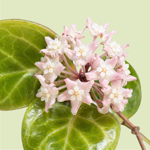 Kugelige Dolde blassrosa Hoya-latifolia-Blüten mit weißen Nebenkronen über zwei großen, kräftig geaderten grünen Blättern vor hellgrünem Hintergrund