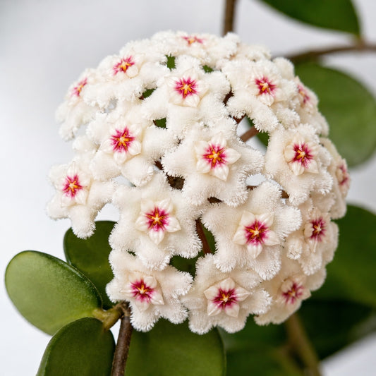 Hoya Mathilde Splash