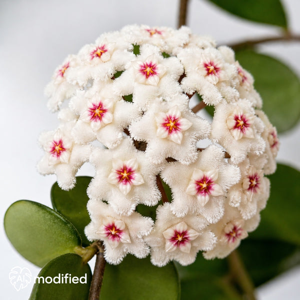 Hoya Mathilde Splash