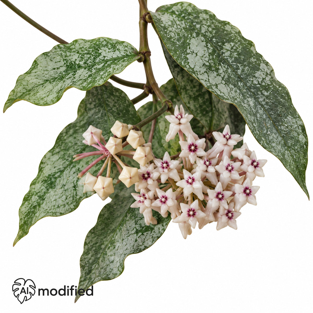 Blütendolde einer Hoya mitrata Silver: cremeweiße Sternblüten mit dunkelroter Mitte und Knospen an rosa Stielen zwischen langen, silbrig gesprenkelten Blättern.
