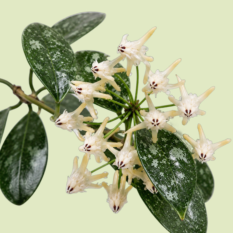 Dolde cremeweißer Hoya-Blüten mit schmalen, zurückgeschlagenen Zipfeln und dunkelroter Mitte, dahinter breit-elliptische dunkelgrüne Blätter mit dichter silbriger Sprenkelung
