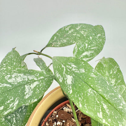 Junge Blätter einer Hoya multiflora Silver Splash von oben, hellgrün mit silbrigweißer Sprenkelung, unten der Rand des Keramiktopfs.