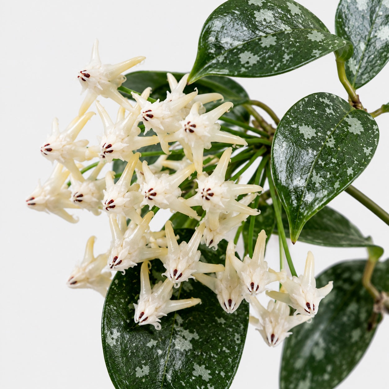 Hoya multiflora Silver Splash mit länglichen dunkelgrünen Blättern und silbrigen Sprenkeln vor hellem Hintergrund.