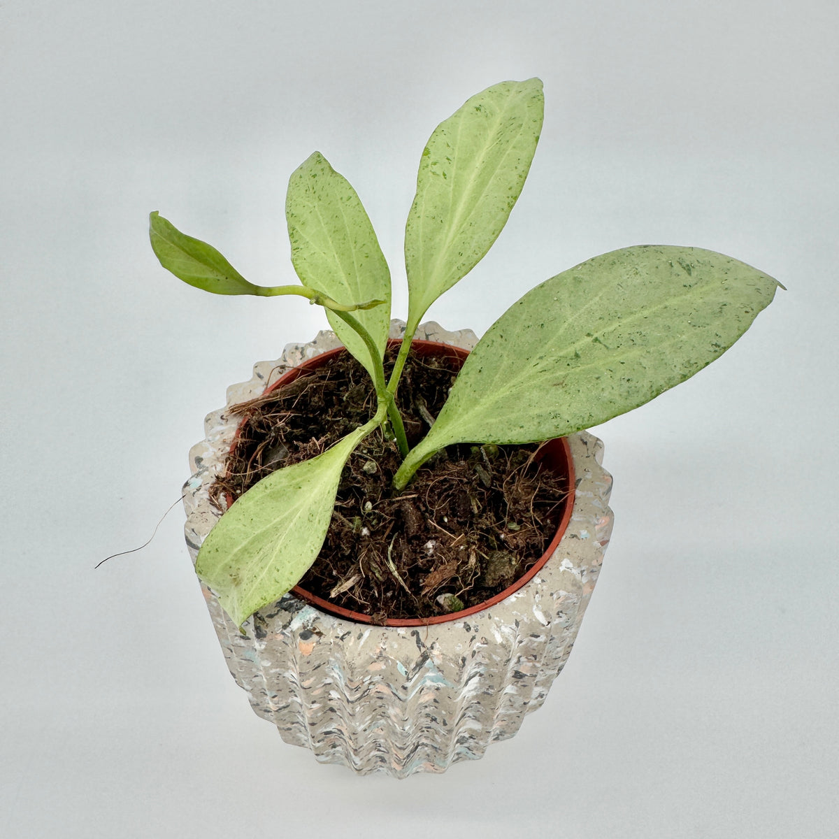 Hoya nicholsoniae New Guinea Ghost von oben: silbrig helle Blätter mit feiner grüner Sprenkelung über dem Terrazzo-Topf.