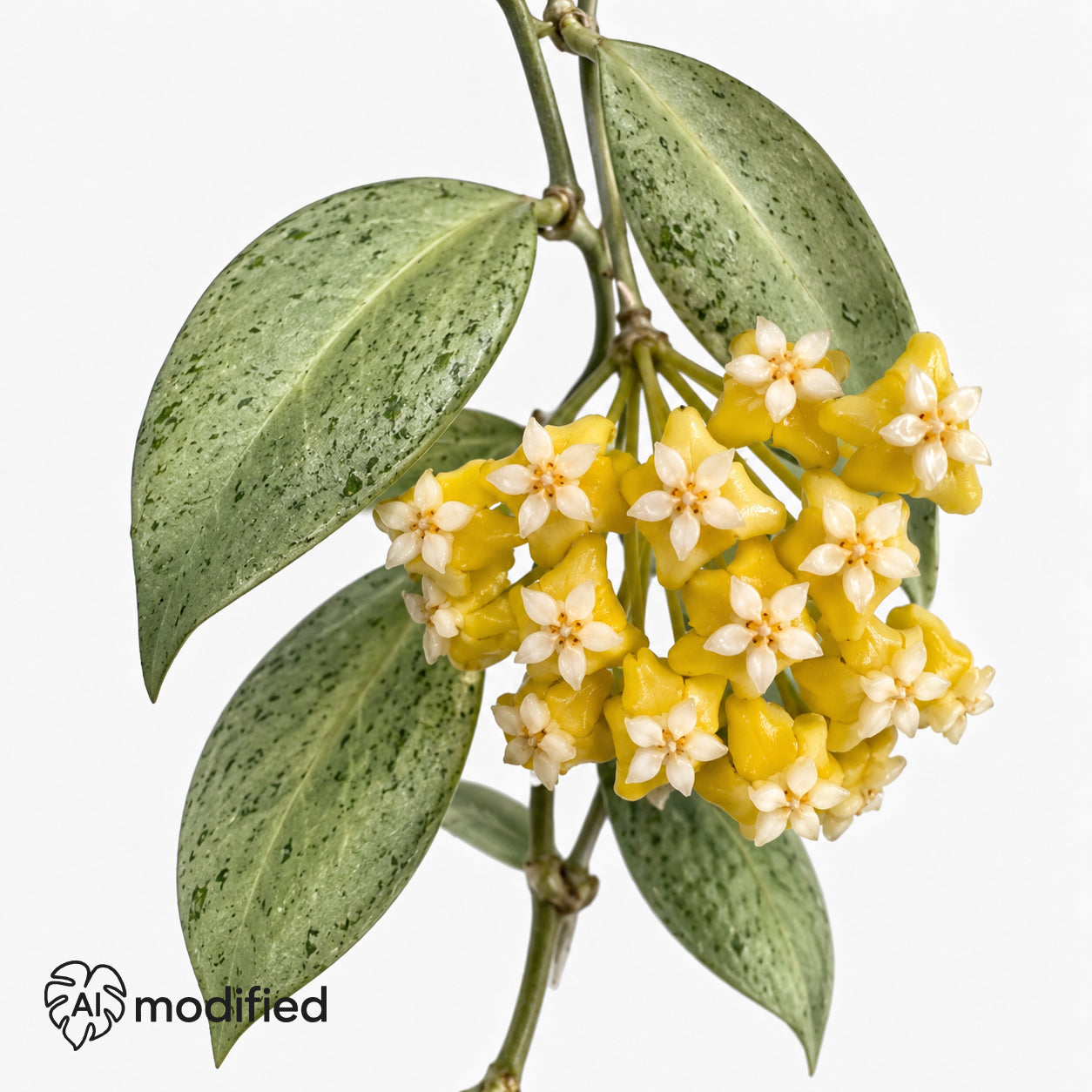 Blütendolde einer Hoya nicholsoniae New Guinea Ghost: gelbe Blüten mit cremeweißer Krone zwischen silbrig gesprenkelten Blättern.