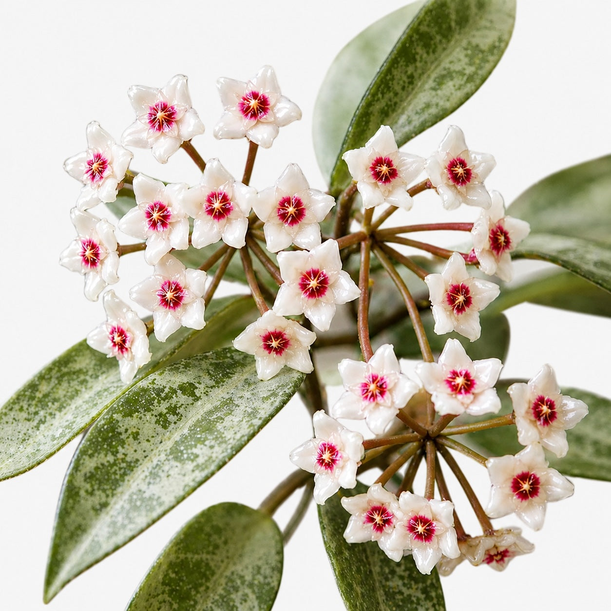 Hoya Nova Ghost