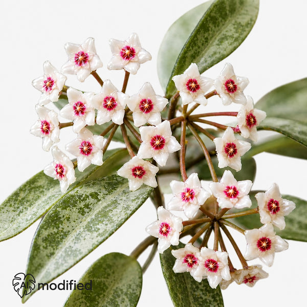 Hoya Nova Ghost