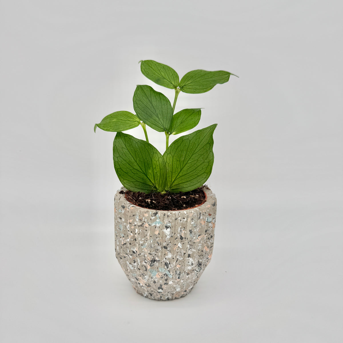 Hoya polyneura im hellen Terrazzo-Topf, mit paarweise stehenden Blättern und deutlich dunkler Aderung.