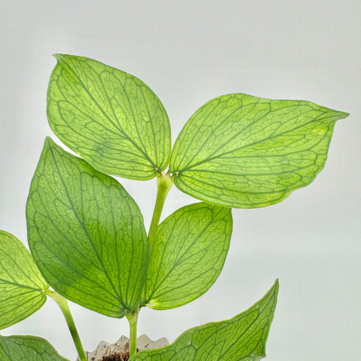 Triebspitze einer Hoya polyneura mit mehreren paarweise stehenden Blättern und fein verzweigter, dunkler Aderung.