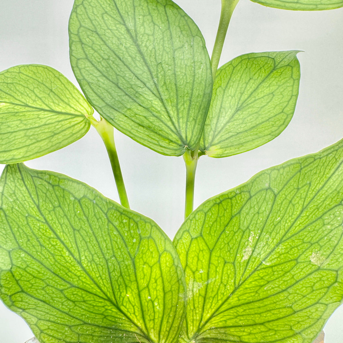 Blätter einer Hoya polyneura in Nahaufnahme: paarweise am Trieb, mit fischgrätartig verzweigter Aderung.