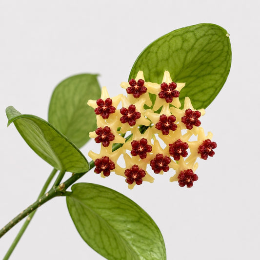 Hoya polyneura