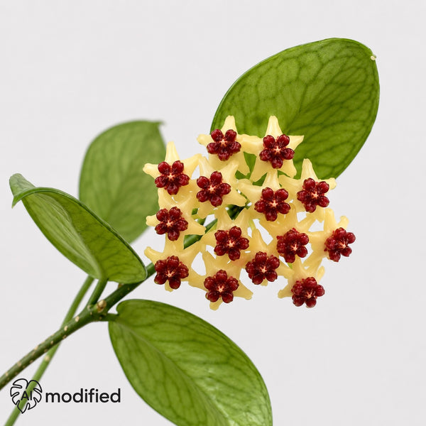 Hoya polyneura