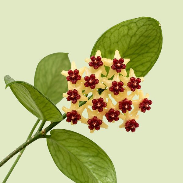 Hoya polyneura: kugelige Dolde aus cremegelben, sternförmigen Blüten mit dunkelroten Nebenkronen an einem Trieb mit grünen, hell geaderten Blättern vor hellgrünem Hintergrund