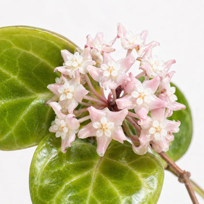 Hoya Sarawak Cream