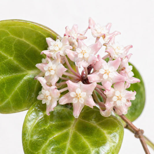Hoya Sarawak Cream