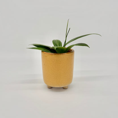 Hoya soligamiana im gelben Keramiktopf mit Füßchen, mit langen, schmalen grünen Blättern.