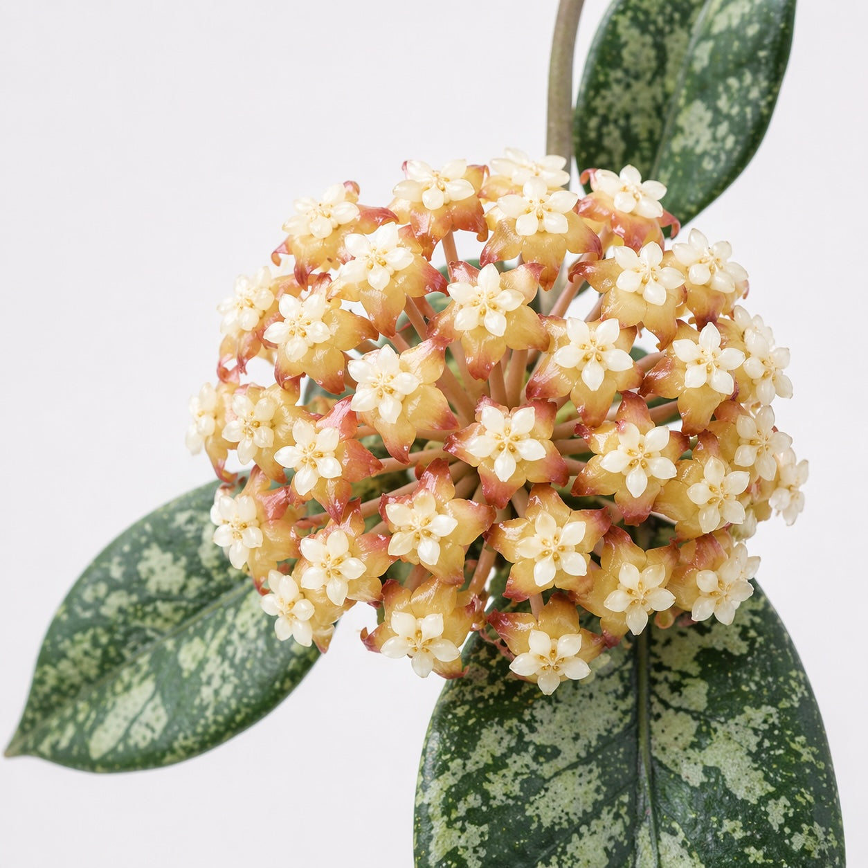 Hoya sp. Aceh