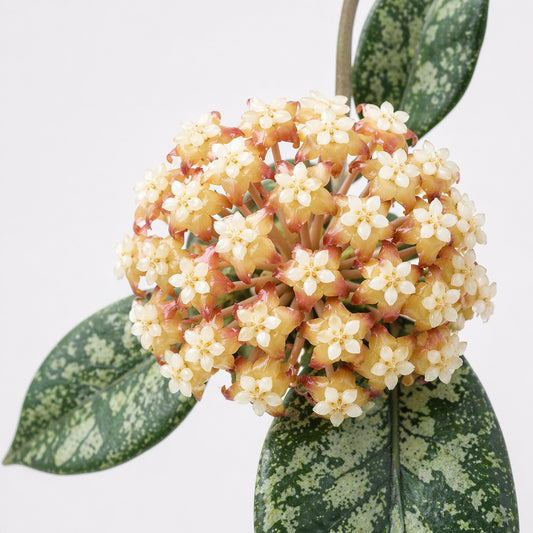 Hoya sp. Aceh