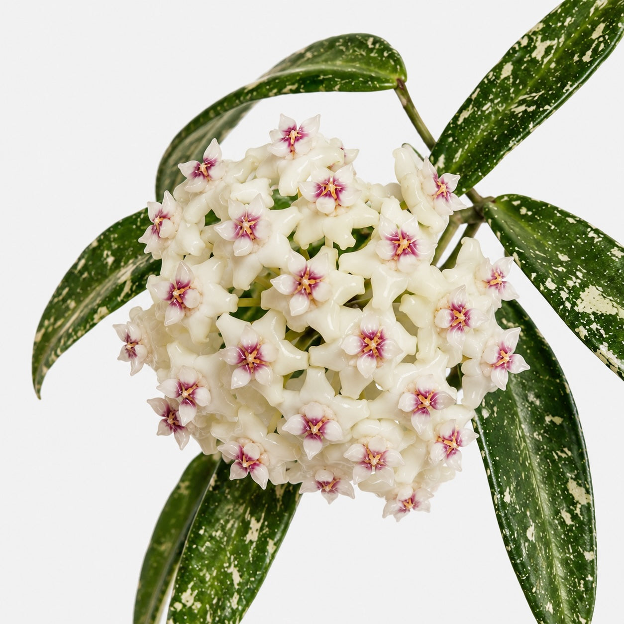 Hoya sp Loei mit schmalen grünen Blättern, silbrigem Splash und rankenden Trieben vor hellem Hintergrund.