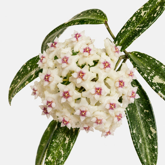 Hoya sp Loei mit schmalen grünen Blättern, silbrigem Splash und rankenden Trieben vor hellem Hintergrund.