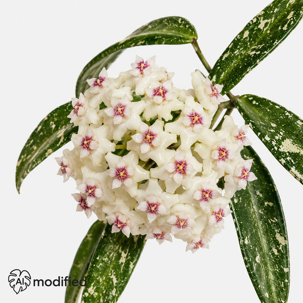 Hoya sp Loei mit schmalen grünen Blättern, silbrigem Splash und rankenden Trieben vor hellem Hintergrund.