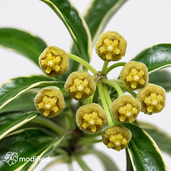 Hoya tsangii Albomarginata mit schmalen grünen Blättern, hellen Blatträndern und feinem rankendem Wuchs vor hellem Hintergrund.