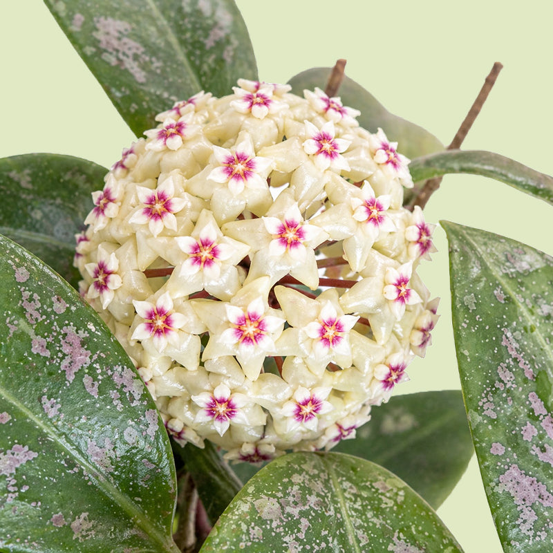 Kugelige Blütendolde der Hoya verticillata mit cremeweißen Sternblüten und pinkfarbenen Blütenmitten zwischen dunkelgrünen, hell gefleckten Blättern