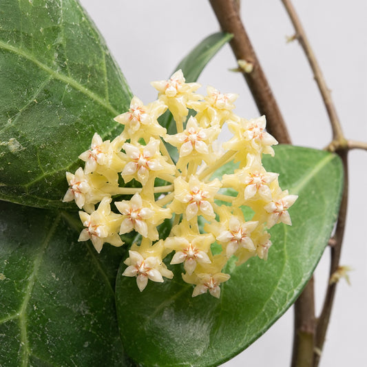 Hoya verticillata Lampung mit festen grünen, leicht herzförmigen Blättern, sichtbarer Blattaderung und feinem silbrigem Splash vor hellem Hintergrund.