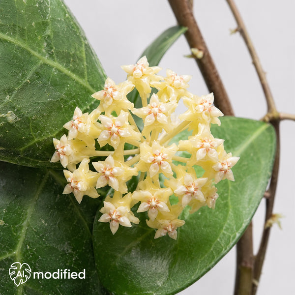 Hoya verticillata Lampung mit festen grünen, leicht herzförmigen Blättern, sichtbarer Blattaderung und feinem silbrigem Splash vor hellem Hintergrund.