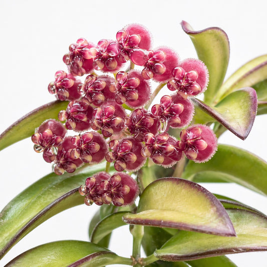 Hoya wayetii Tricolor