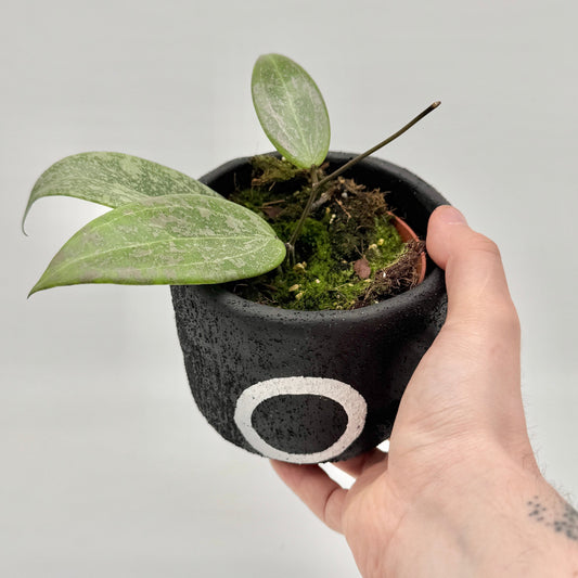 Hoya wibergiae