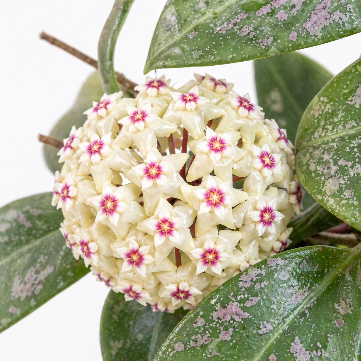 Hoya wibergiae