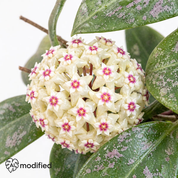 Hoya wibergiae