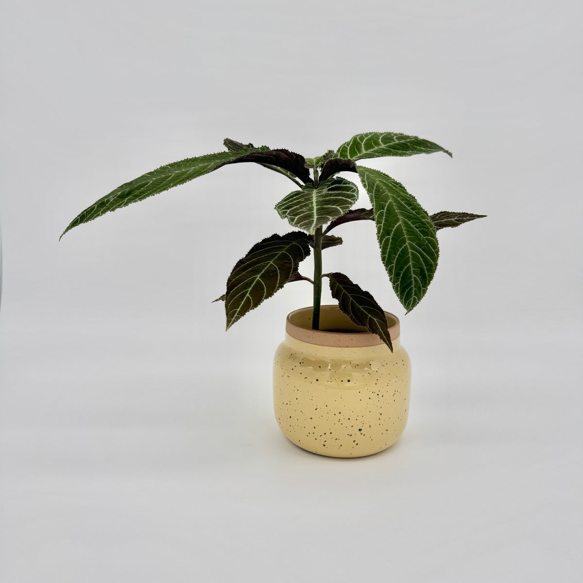 Labisia gigantifolia im gelben, gesprenkelten Keramiktopf: aufrechter Trieb mit länglichen, fein gezähnten Blättern in Grün und dunklem Braunrot mit heller Aderung.