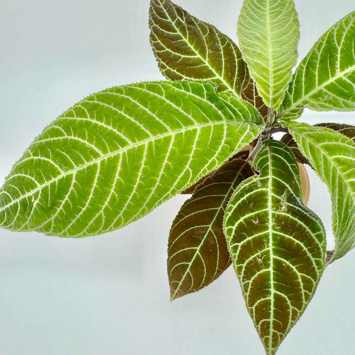 Labisia gigantifolia von oben: hellgrüne und braunrote Blätter mit weißer Aderung und fein gezähntem, bewimpertem Blattrand.